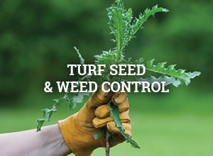 Turf Seed and Weed Control